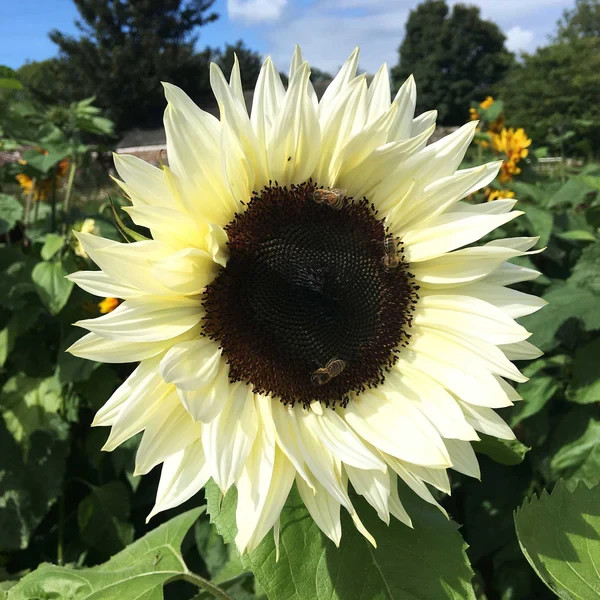20 ProCut WHITE NITE SUNFLOWER SEEDS, Annual, Non GMO, Unique White Color