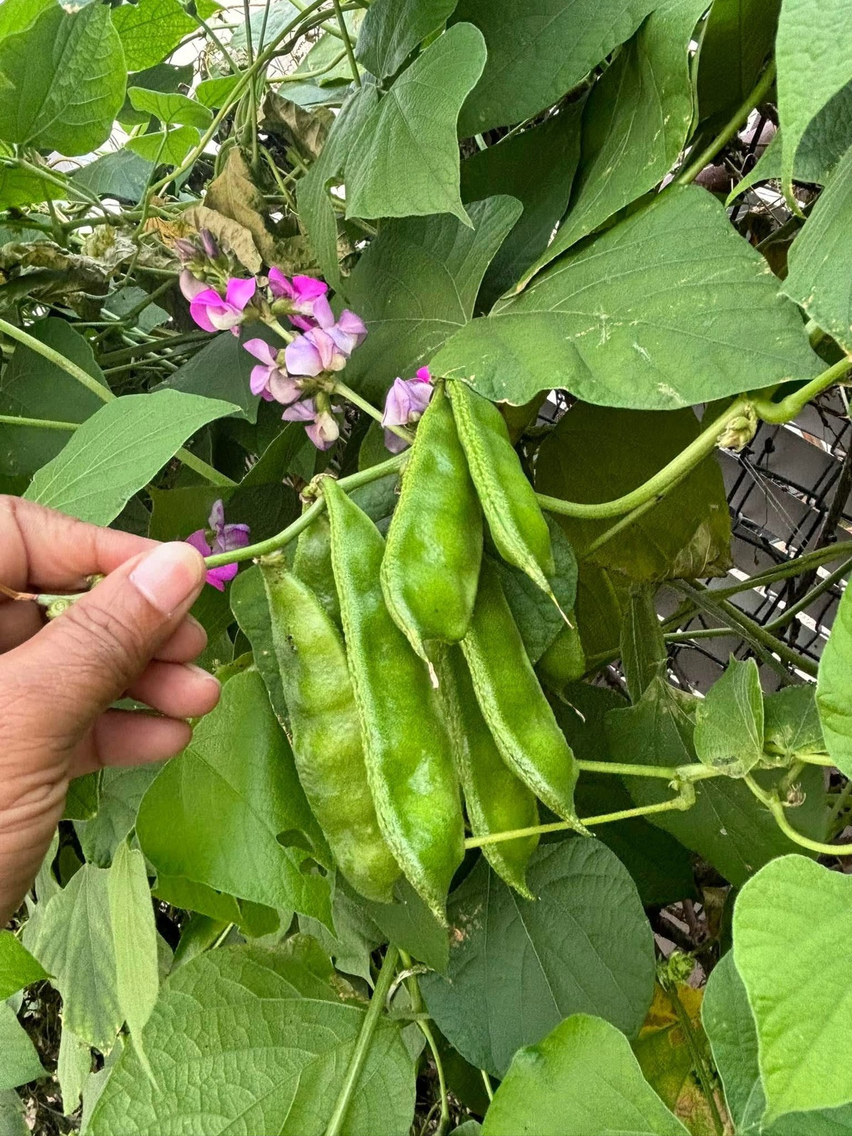 Country Bean Bari – 1 Bangladeshi Flat Bean 10 Deshi Shim Seeds