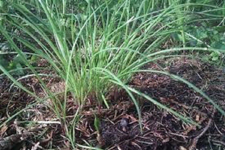 Premium Garlic Chives – Fresh Organic Heirloom Seed – Buy any 3 var, 20% off