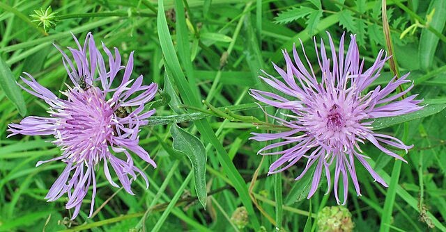 Centaurea jacea | Brown Knapweed | 20 Seeds