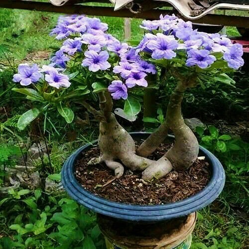 5Pcs Rare Purple Desert Rose Seeds Garden Flower Decor-seed