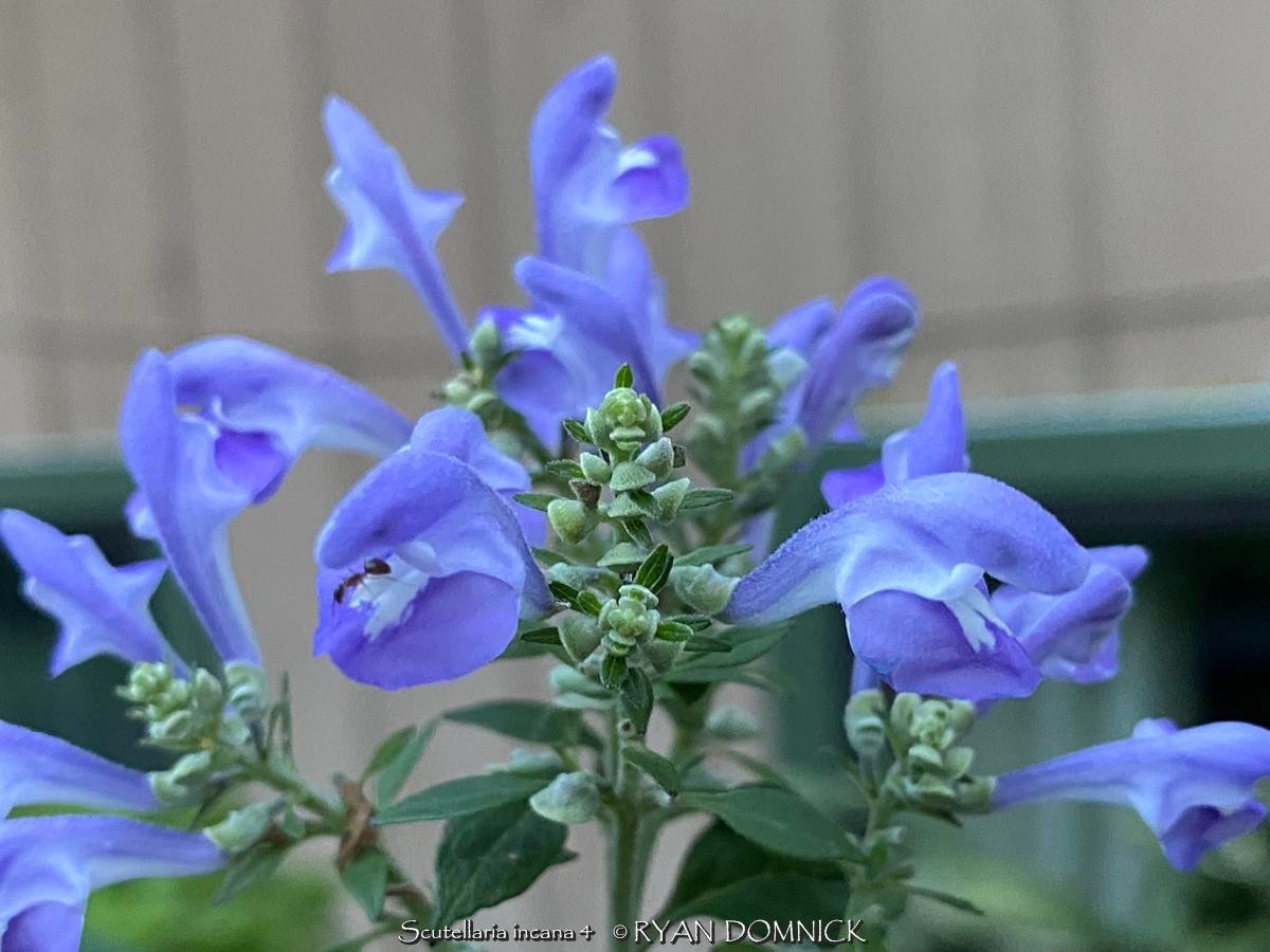 BULK SEEDS!…Scutellaria incana…Hoary Skullcap/Downy Skullcap…QTY/bag=50