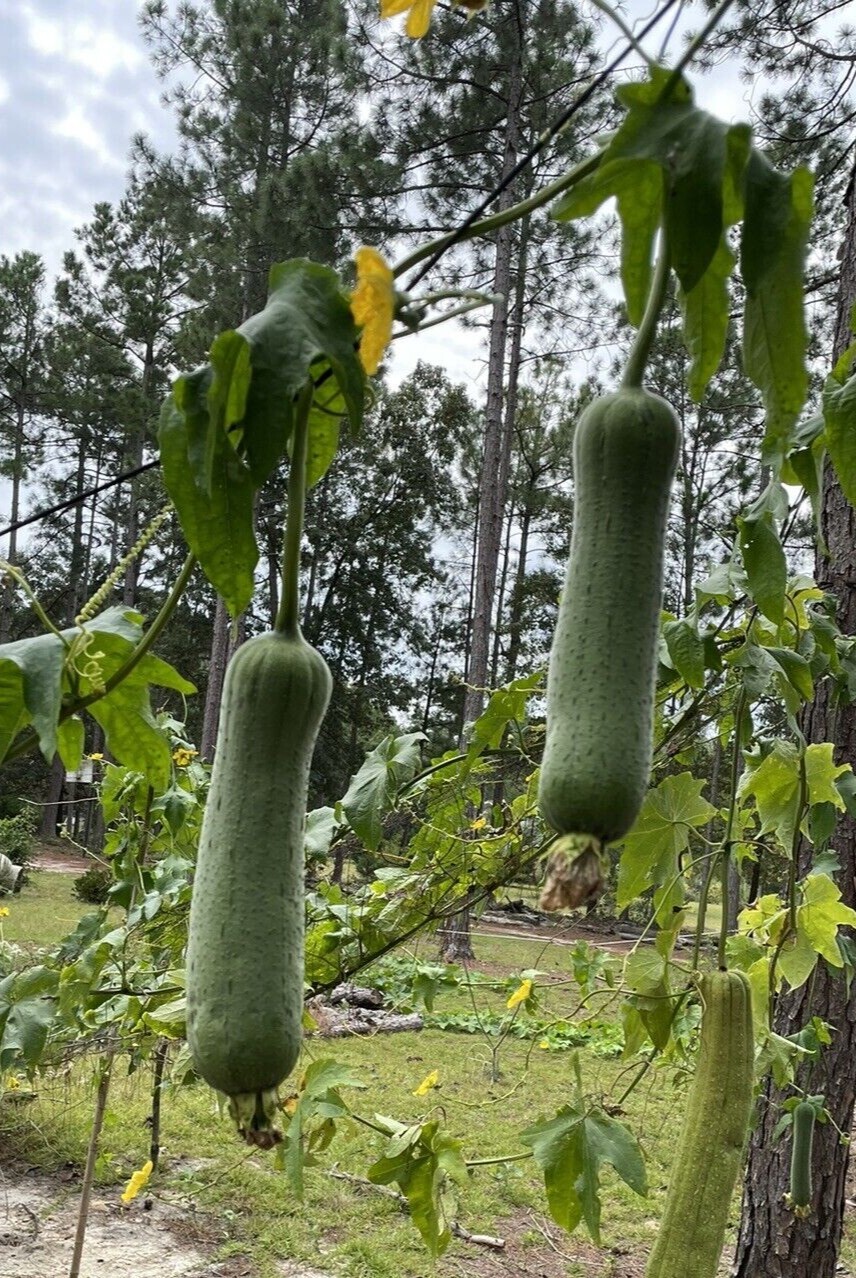 20 Luffa seeds 2023 fall fresh Non-GM Organic 丝瓜 种子