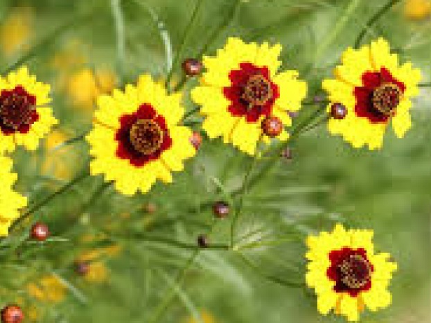 COREOPSIS DWARF PLAINS 100 FRESH SEEDS FREE USA SHIPPING
