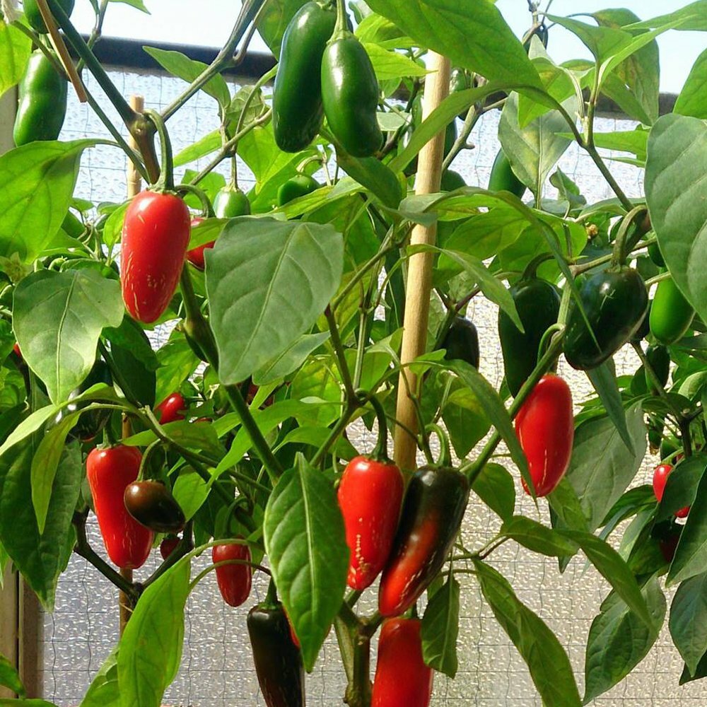 25 MILD TAM JALAPENO PEPPER SEEDS ~ 2026 ~ heirloomseedguy ~ USA