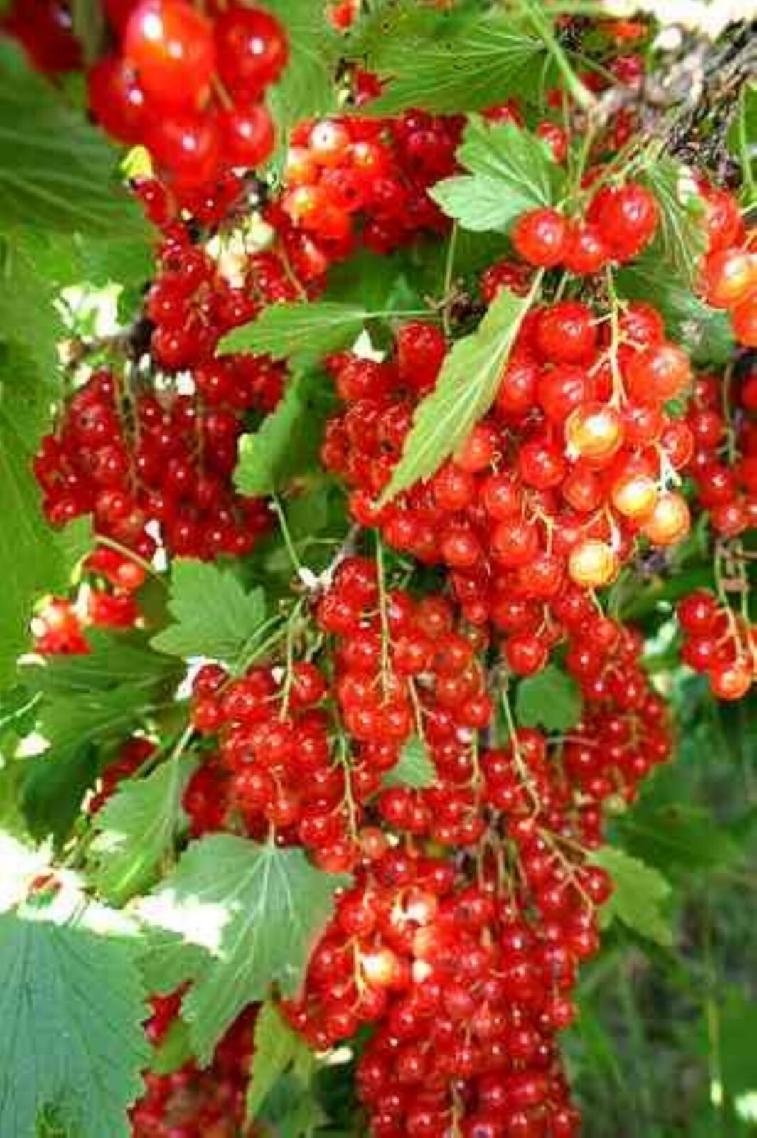 Laxton’s #1 Red Currant, 1 rooted plant 2-4″ tall, 1 year old Bare Root