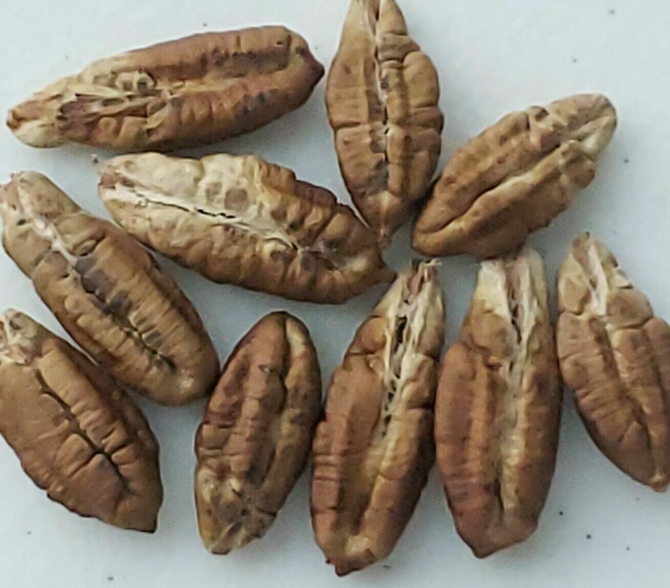 MEDJOOL DATE PALM TREE SEEDS, Phoenix Dactylifera, Edible Fruit – 10 Seeds (011)
