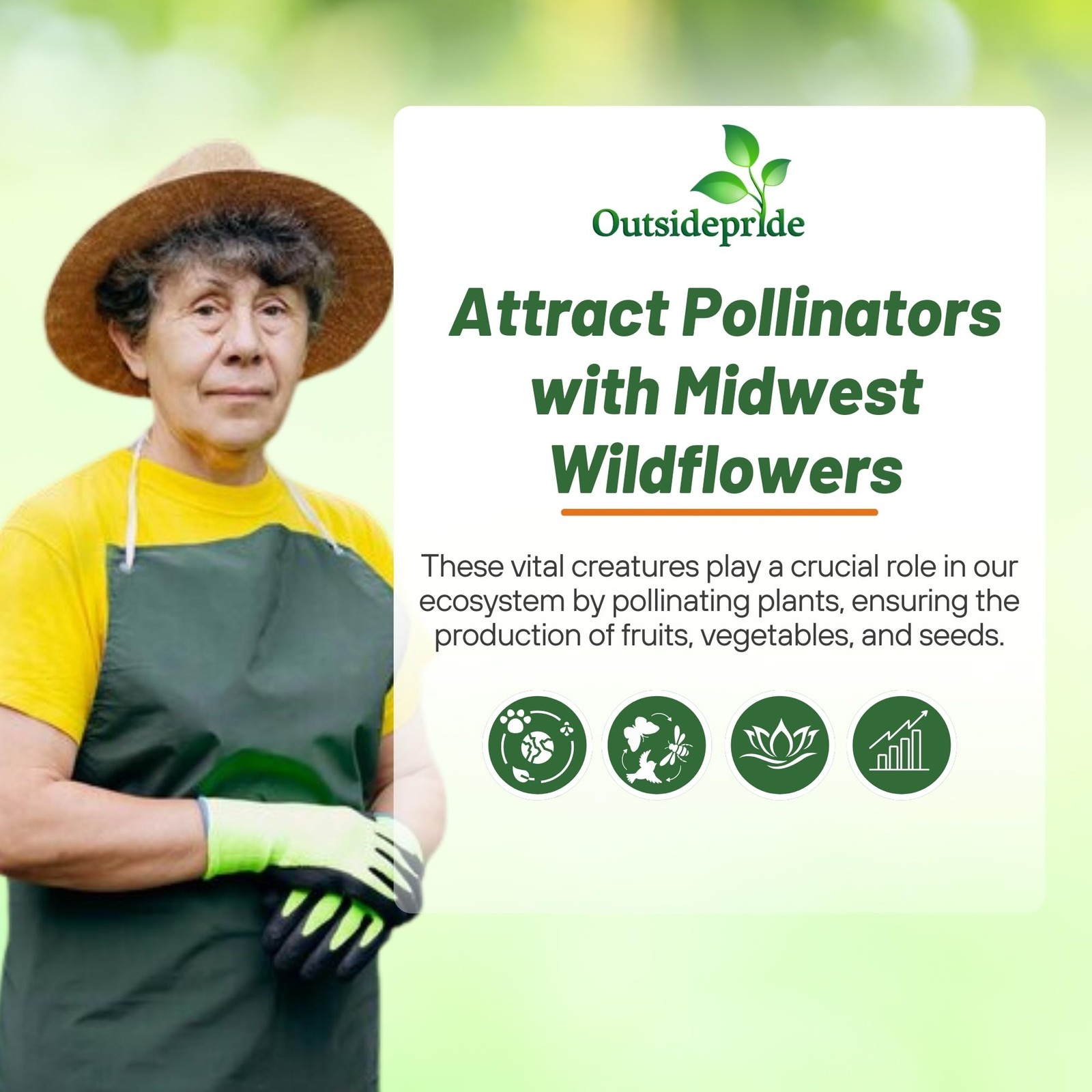 Midwest Wildflower Seed Mix – 1 Lb. Annual & Perennial Native Seeds for
