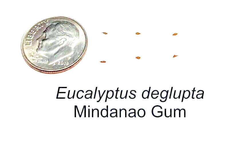50 Rainbow Eucalyptus deglupta Tree Seeds Fast Tropical Indonesian Mindanao Gum