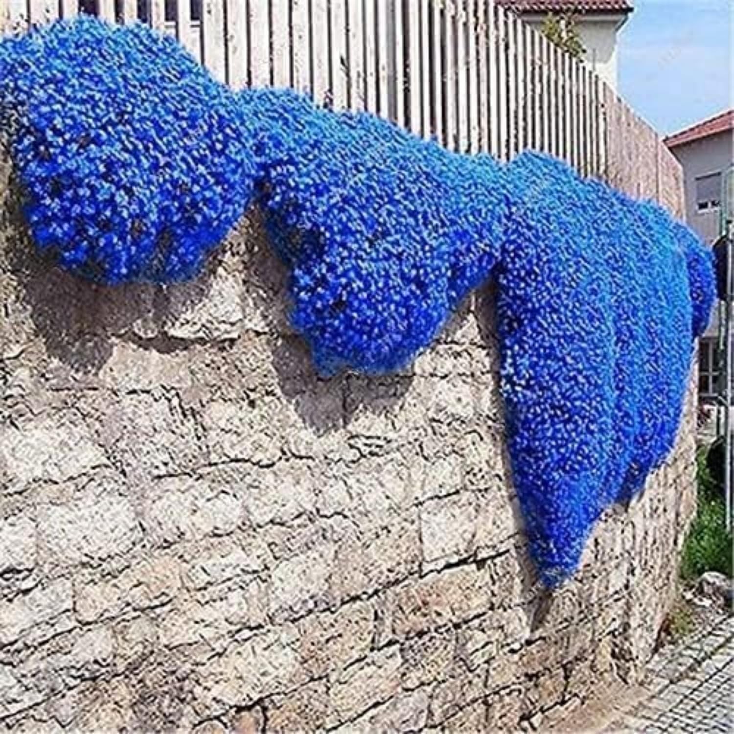 30000+ Blue Creeping Thyme Seeds Ground Cover,Blue Woolly Thyme Seeds Non-GMO He