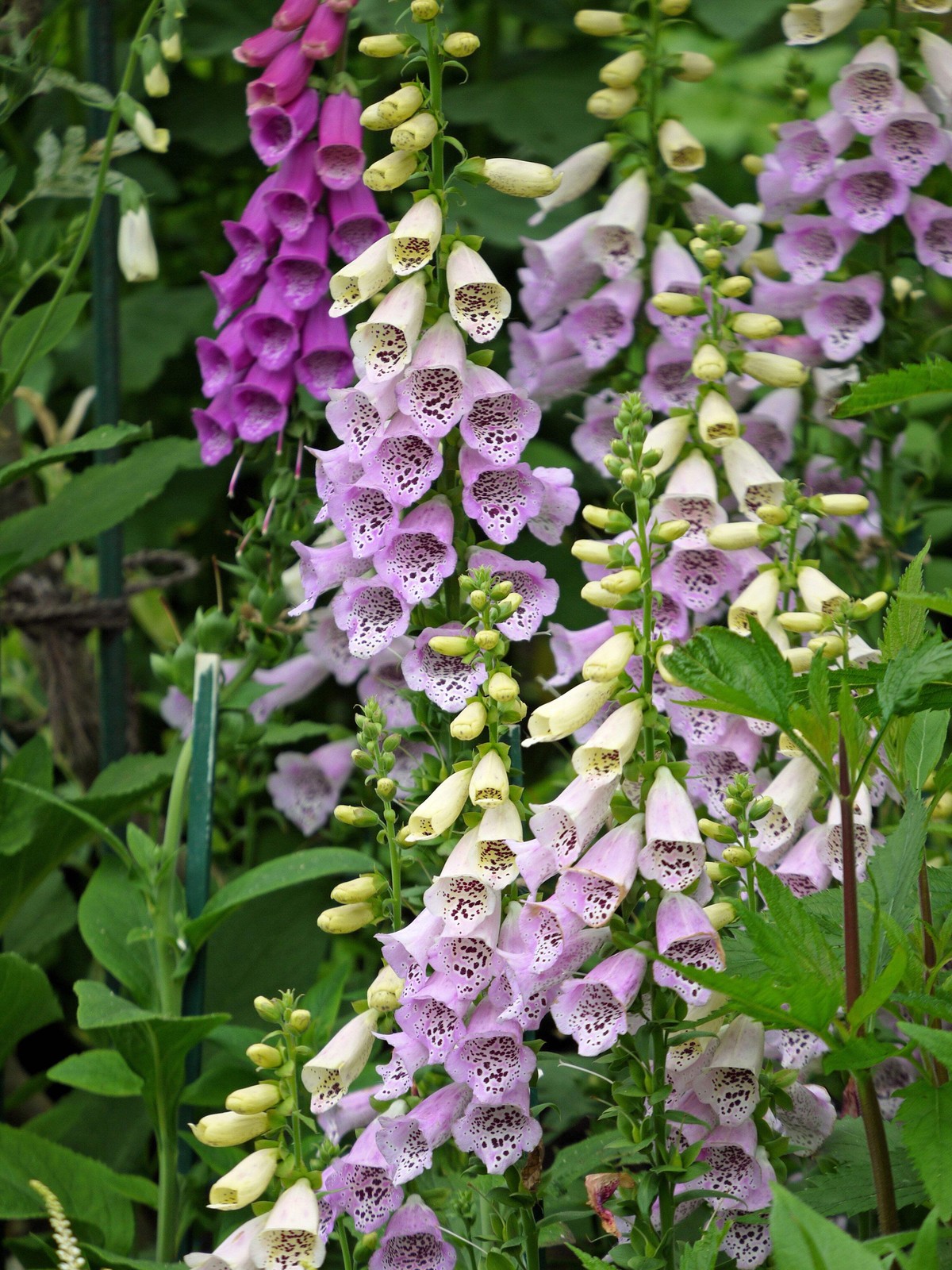 1000 FOXGLOVE EXCELSIOR MIX Digitalis Purpurea Flower Seeds *Flat S/H
