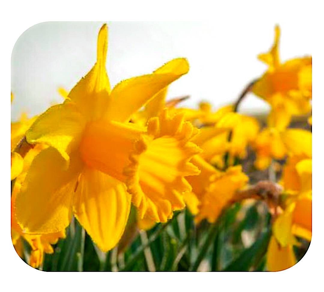 25+ Rare King Alfred Daffodil Stratified Seeds