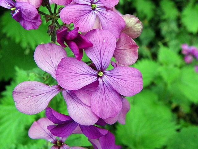 Lunaria annua | Money Plant | 25 Seeds