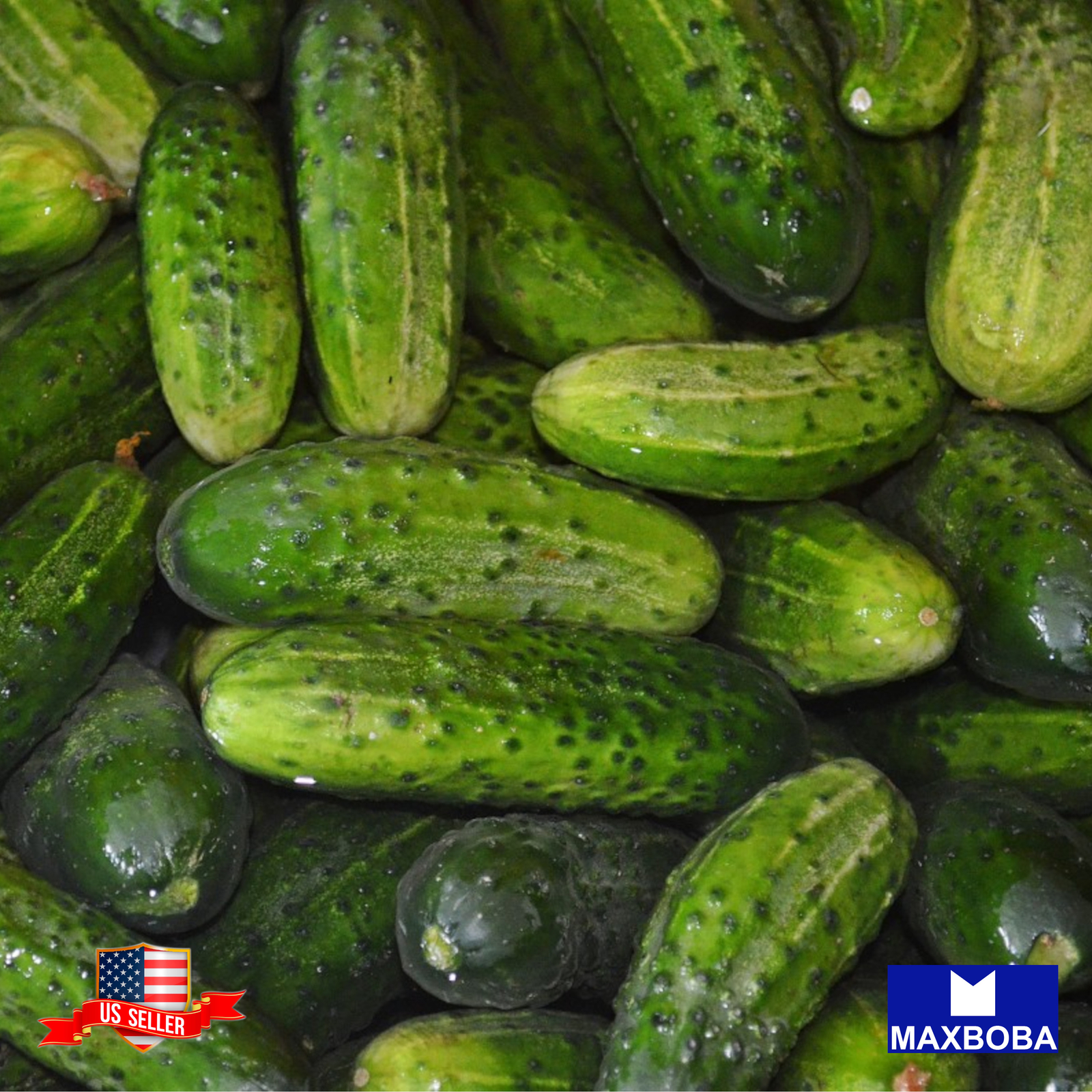 Fresh!! Cucumber Seeds Non-GMO Vegetable