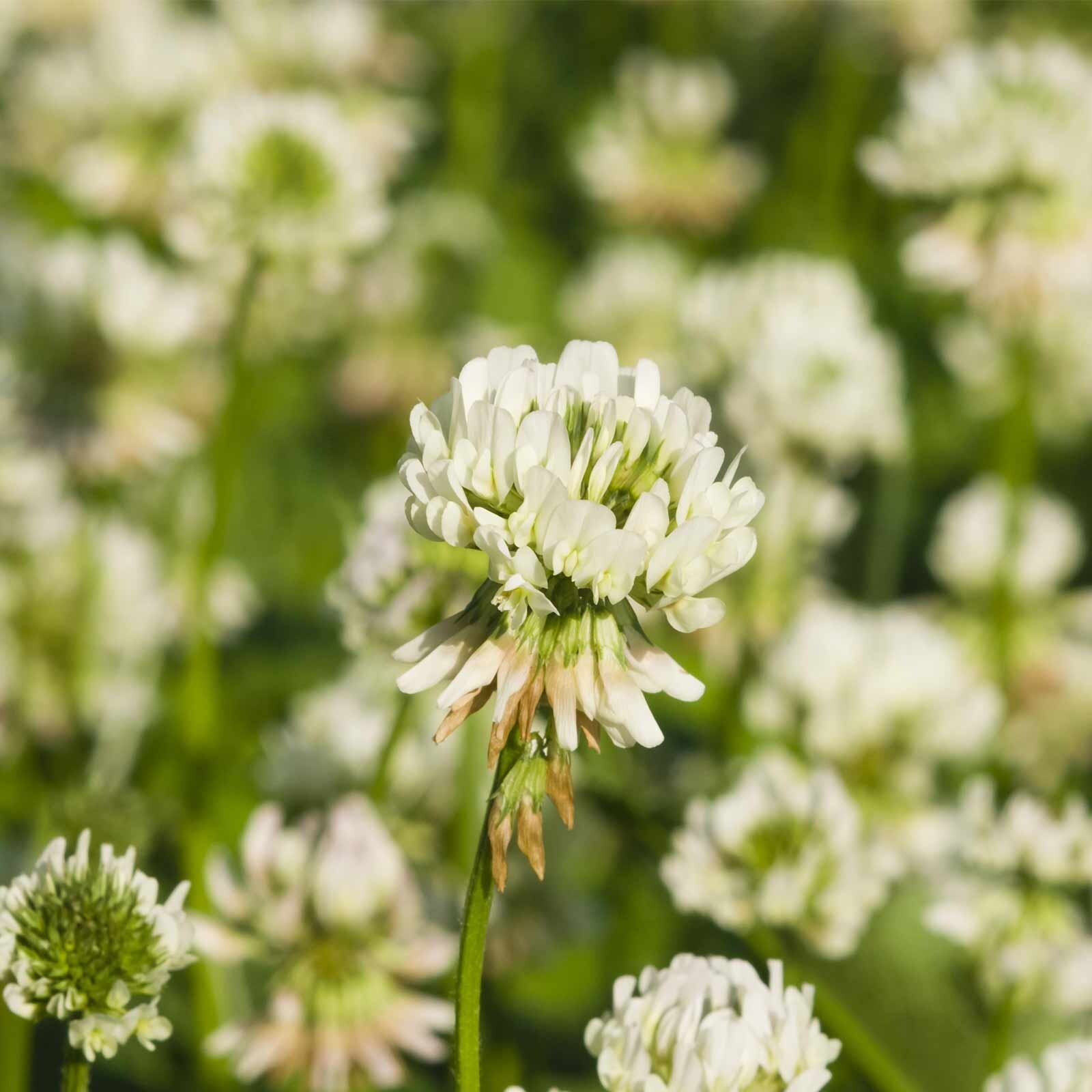 Dutch White Clover Cover Crop Seeds – NON-GMO – Heirloom Lawn Alternative