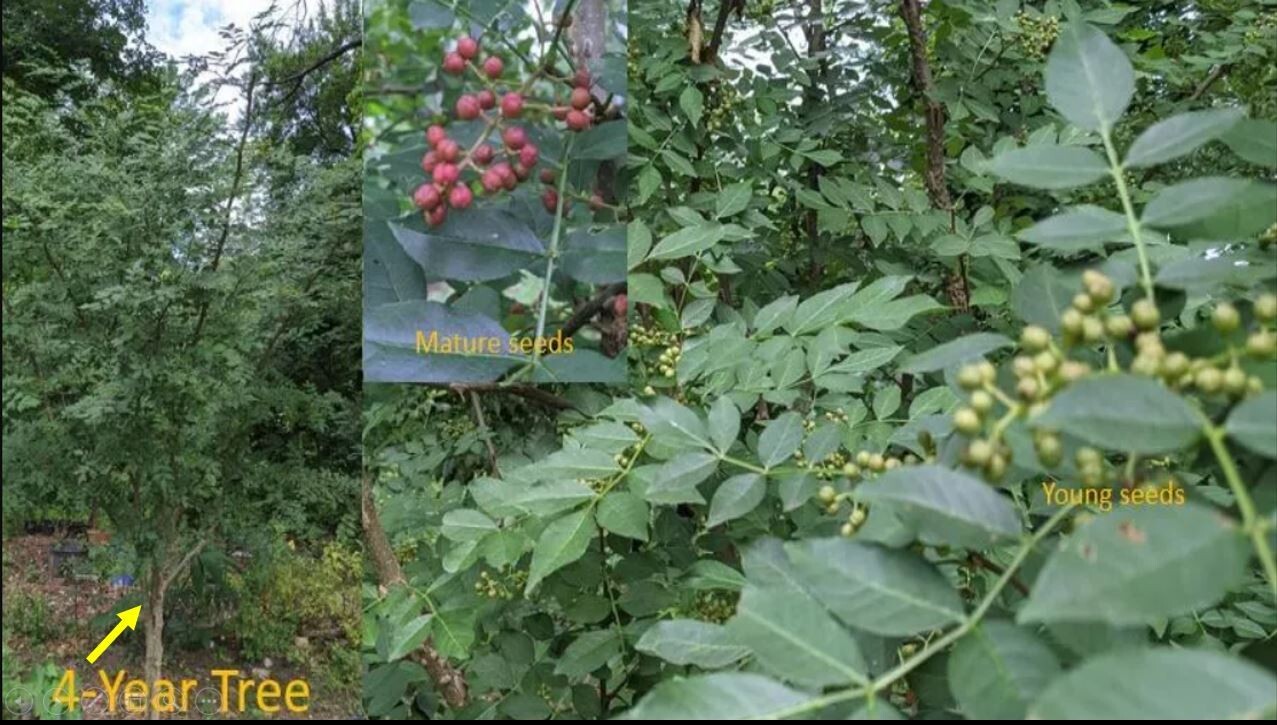 100 seeds (2025 year) of Sichuan Pepper, Zanthoxylum Simulans/Bungeanum
