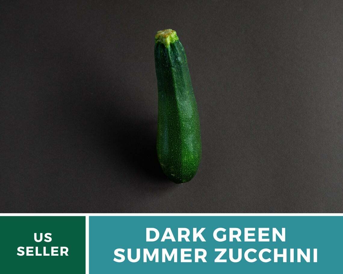 Squash, Dark Green Zucchini Summer – 25 Seeds – Heirloom (Cucurbita pepo)