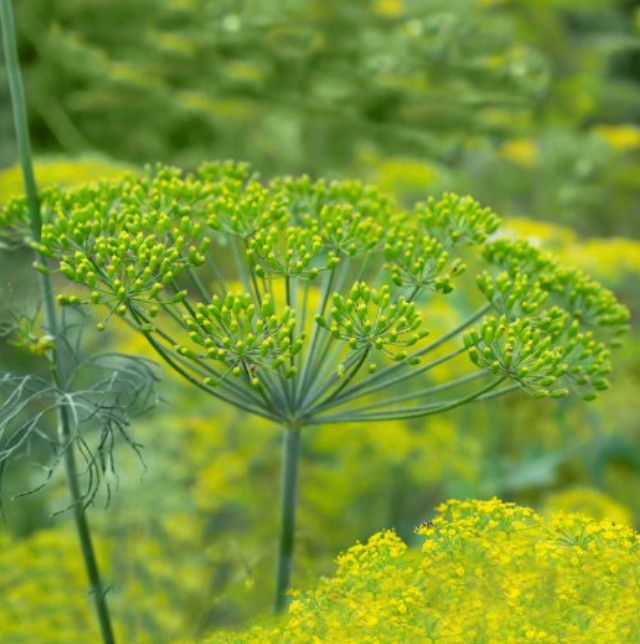 DILL LONG ISLAND MAMMOTH Herb, PIckling, Butterfly Host Plant Non-GMO 500 Seeds!