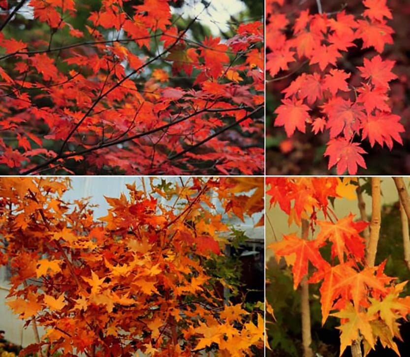 Korean Maple, Acer pseudosieboldianum, Tree Seeds