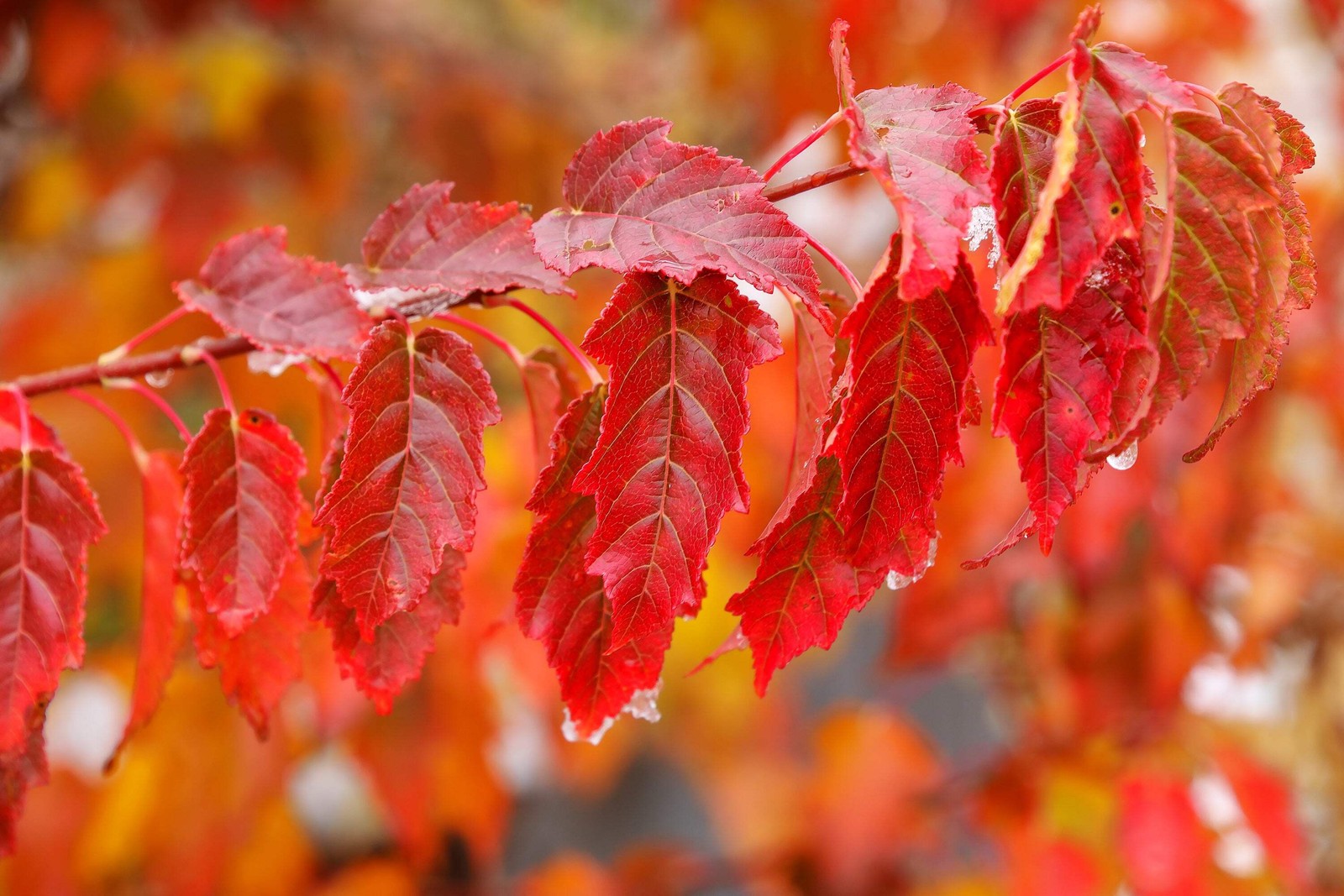 25 SIBERIAN MAPLE TREE Acer Ginnala Seeds – Red Fall Foliage