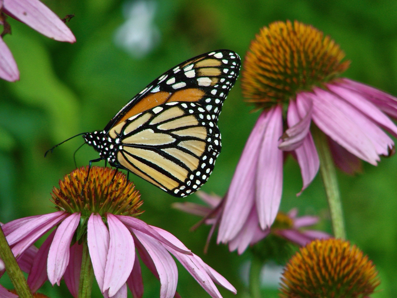 10 seeds) Monarch Butterfly Rescue Mix – Pouch – 10 Flower Seeds for Pl