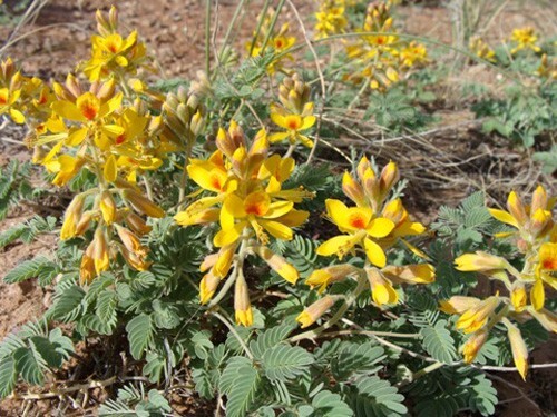 Caesalpinia repens | Creeping Nicker | 5 Seeds
