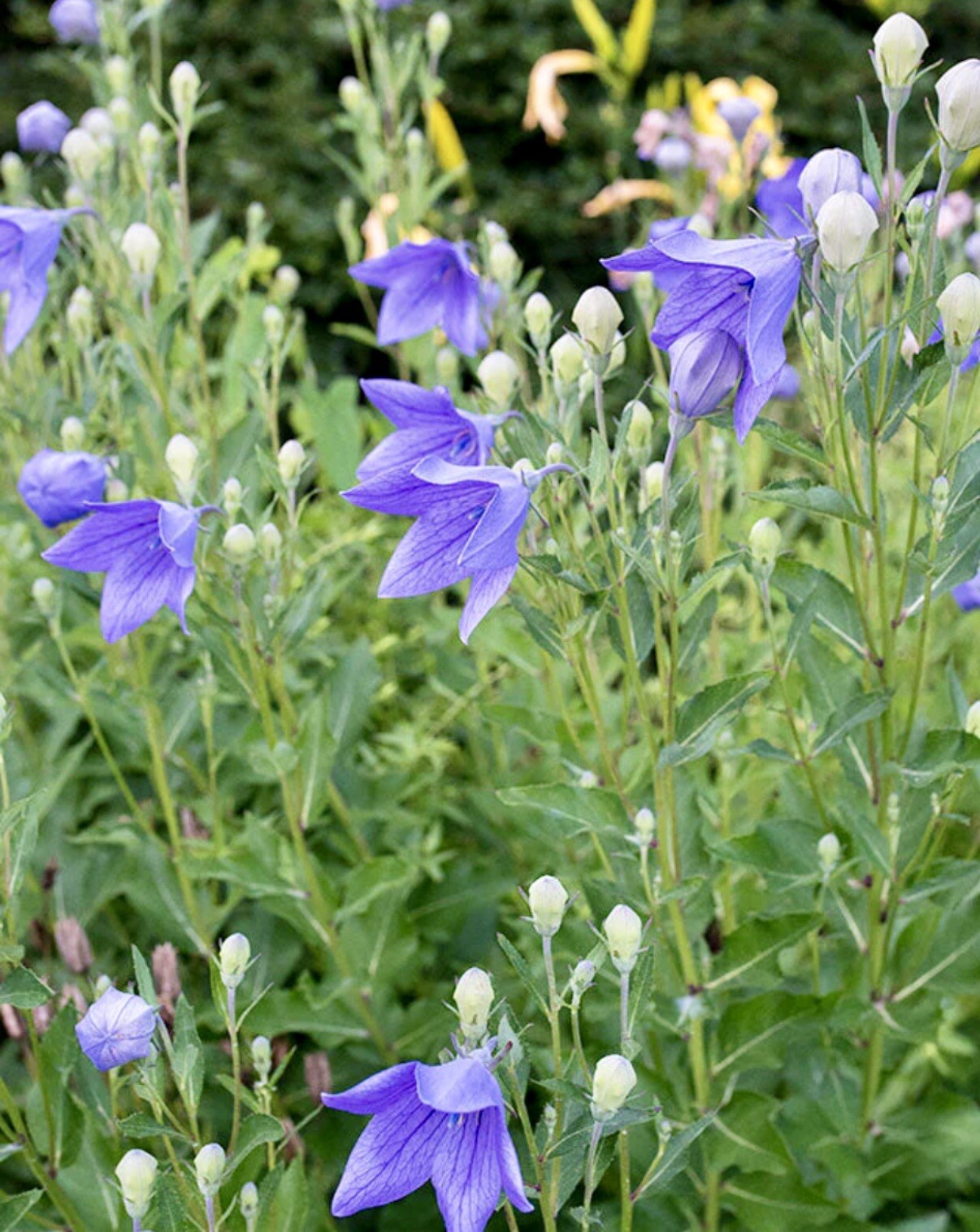 Balloon Flower Toraji {Platycodon grandiflorus}100+seeds Free Shipping!
