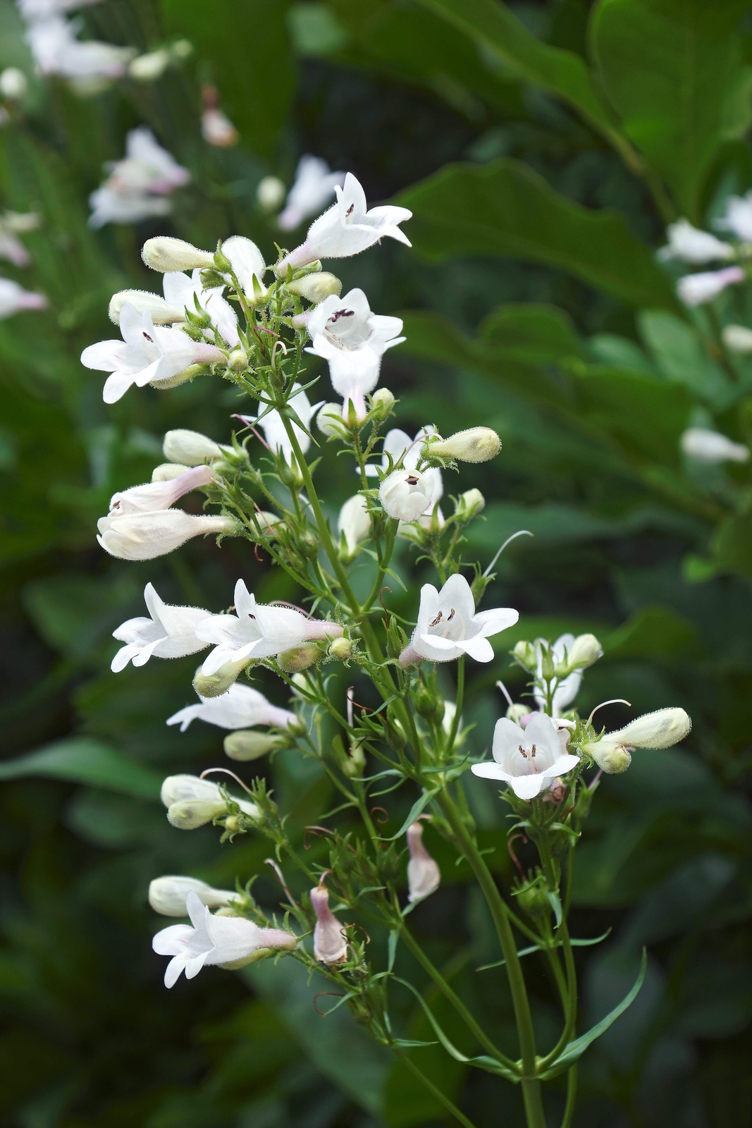 1000 WHITE FOXGLOVE BEARDTONGUE Penstemon Digitalis Flower Seeds