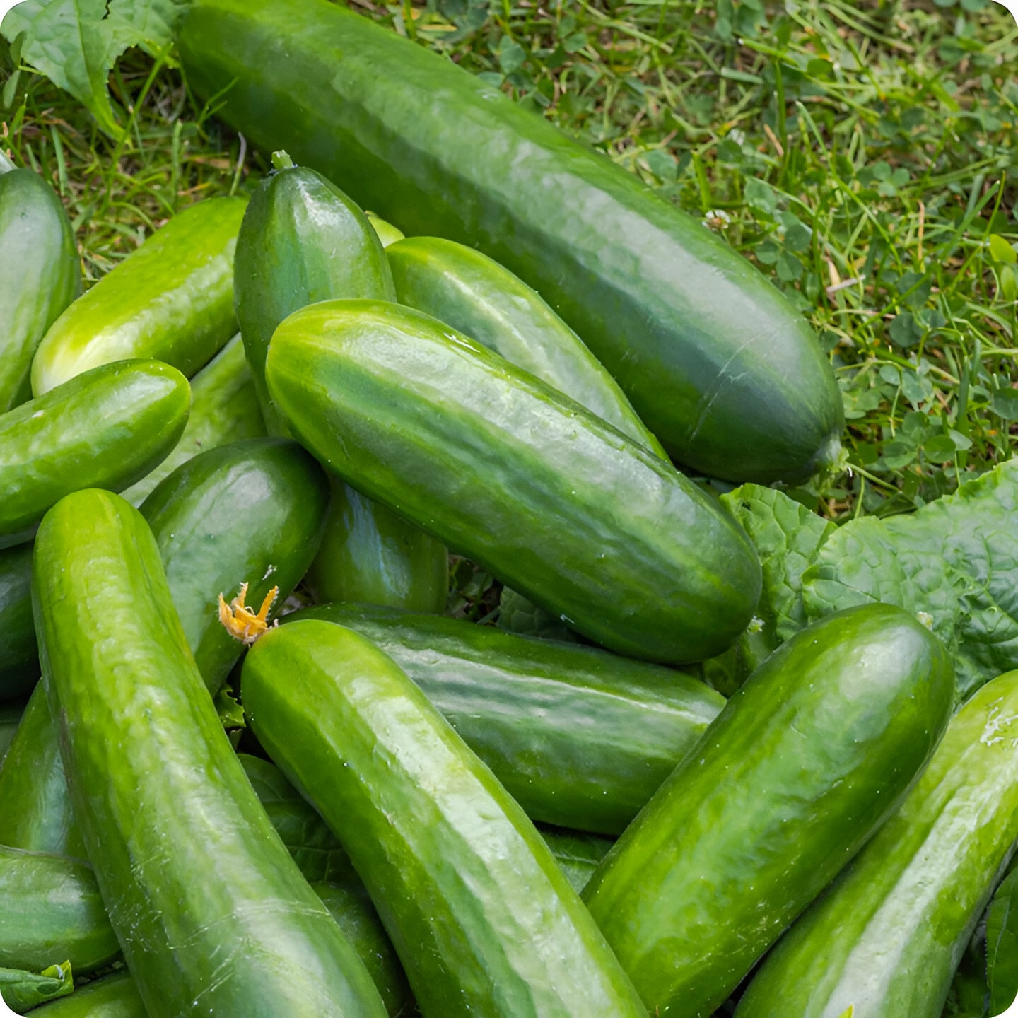 40 Heirloom Muncher Burpless Cucumber Seeds – Crunchy, Sweet, Not Bitter!