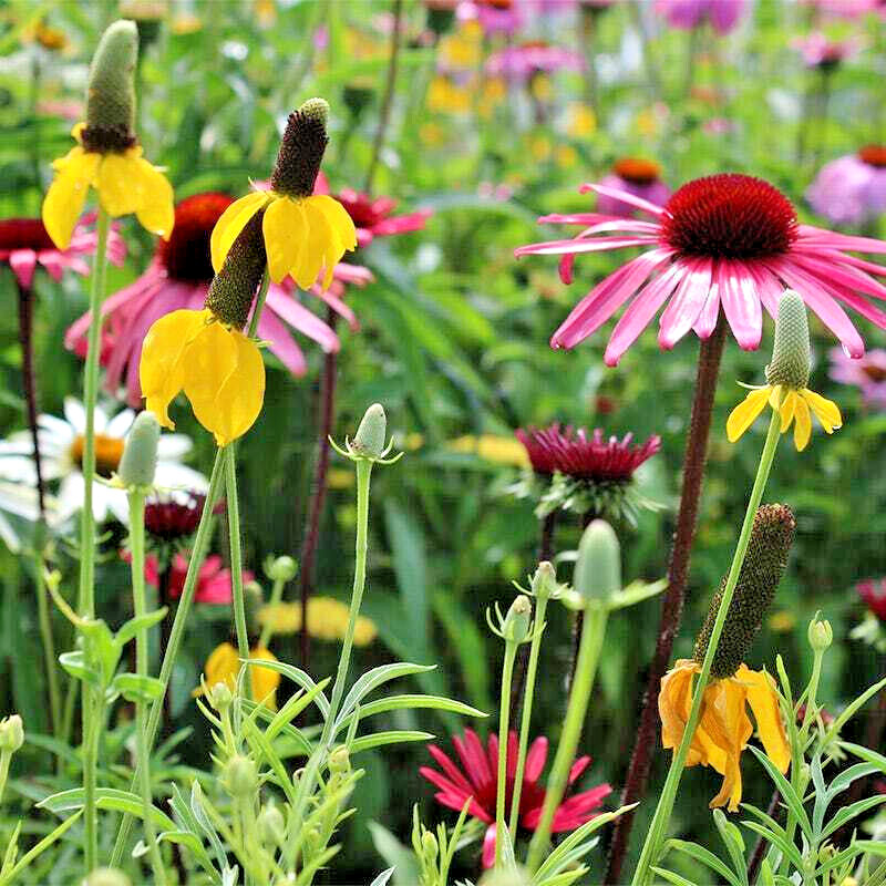 1000+ Annuals & Perennials WildFlower Mix Heirloom Pollinator Non-GMO Fresh Seed