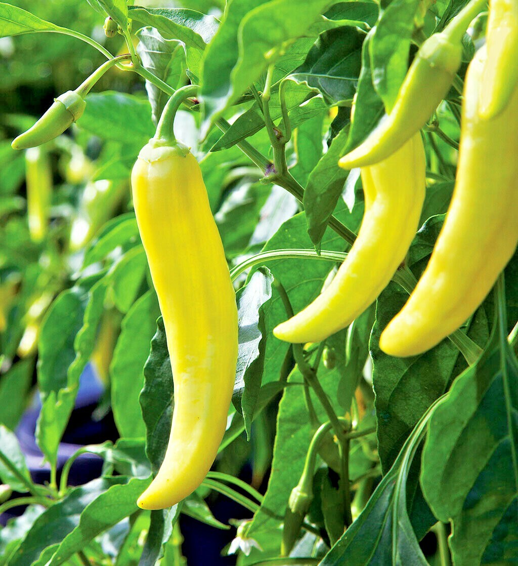 101+Sweet BANANA PEPPER Seeds Organic Vegetable Garden Container Hungarian Easy