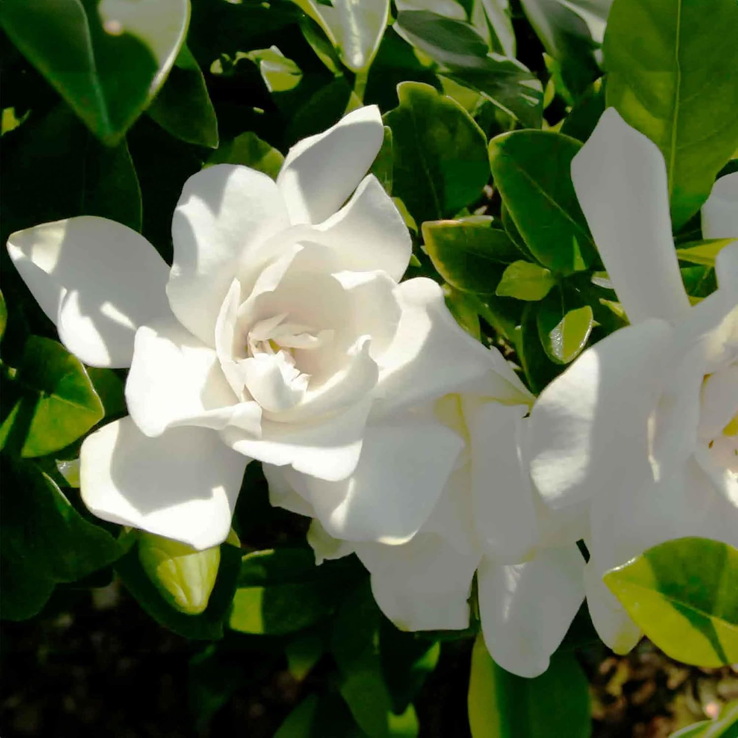 Jubilation Gardenia by Southern Living in 1 Gal. Grower’S Pot | Fragrant, Compac