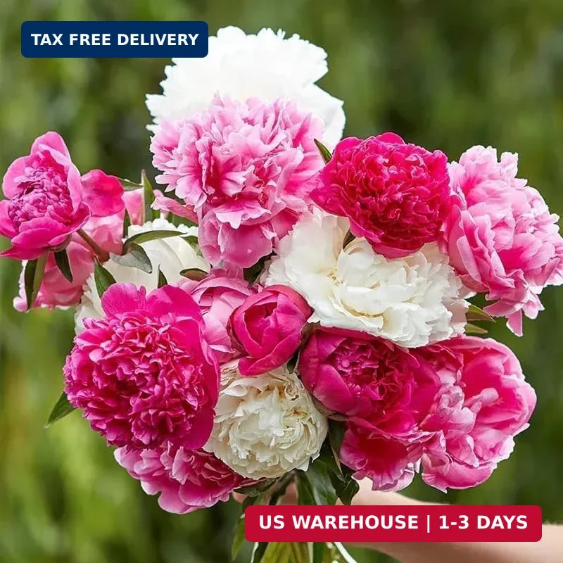 99+ Mixed Peony Flower Seeds Non-GMO Perennial Peony Mix High-Germination Garden