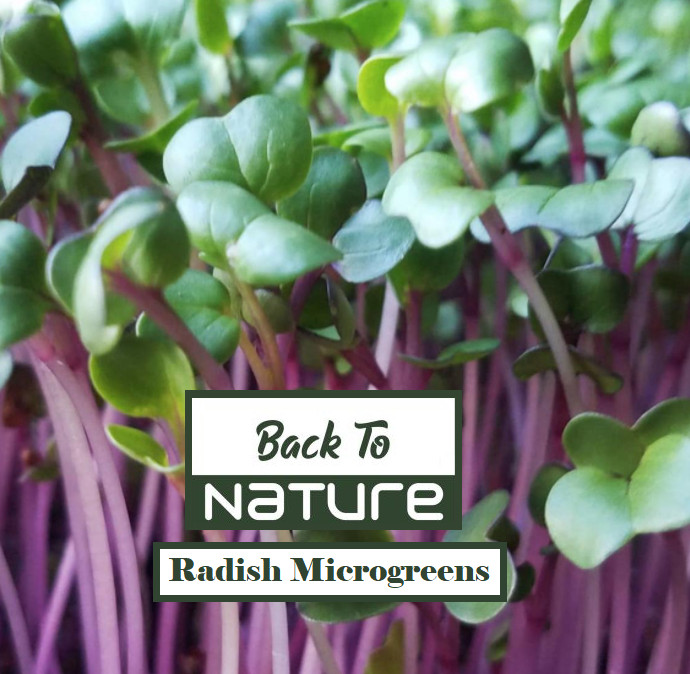 Radish Microgreen Seeds – 6 to 10 Times More Nutrient Dense – Fast Shipping