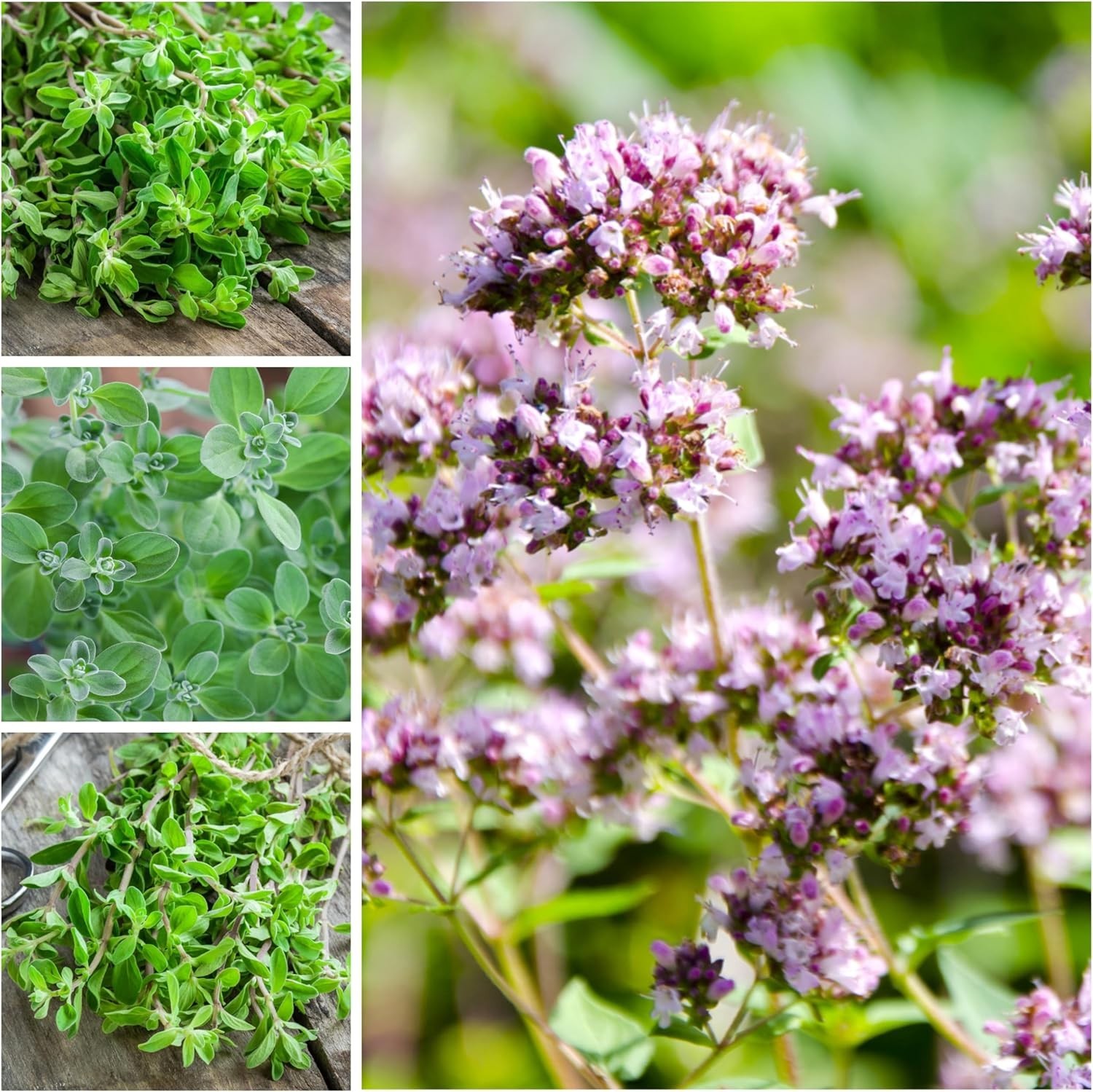 500 Count Non-GMO Sweet Marjoram Seeds – Culinary & Medicinal Herb for Planting