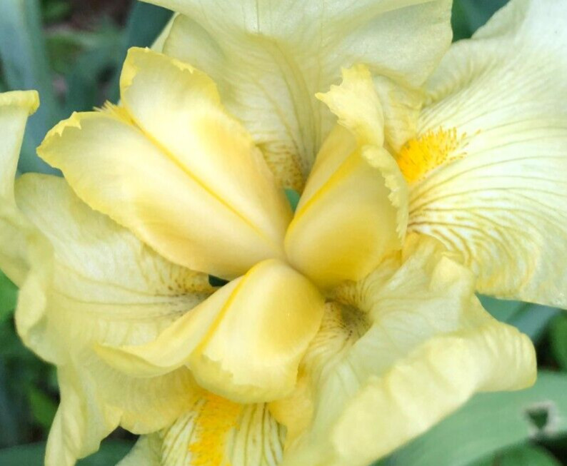 Yellow Bearded Iris BULB SPRING FLOWER (Bonus Gift)