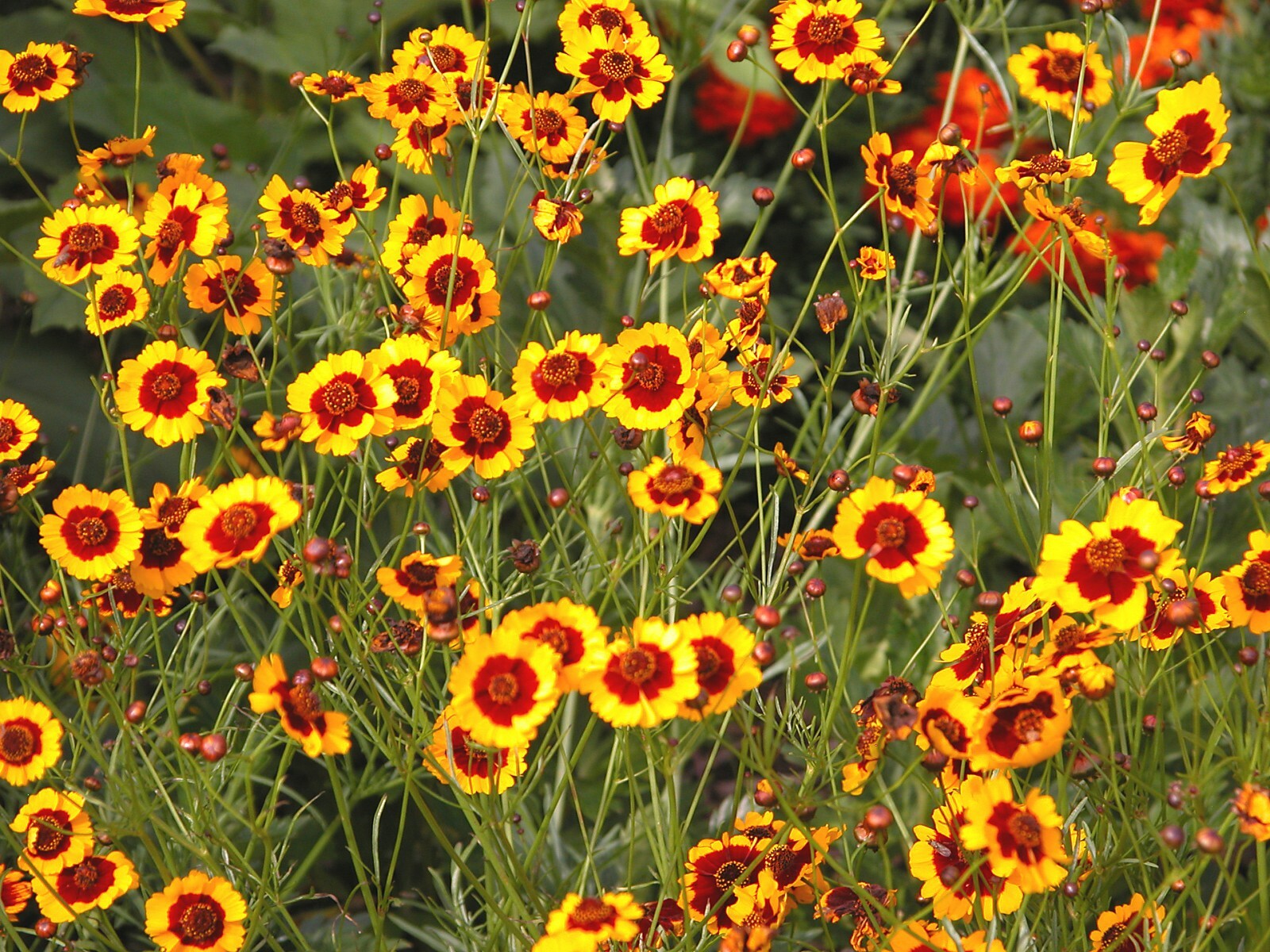 1001+PLAINS COREOPSIS Seeds Native Wildflower Drought Heat Pollinators Tickseed
