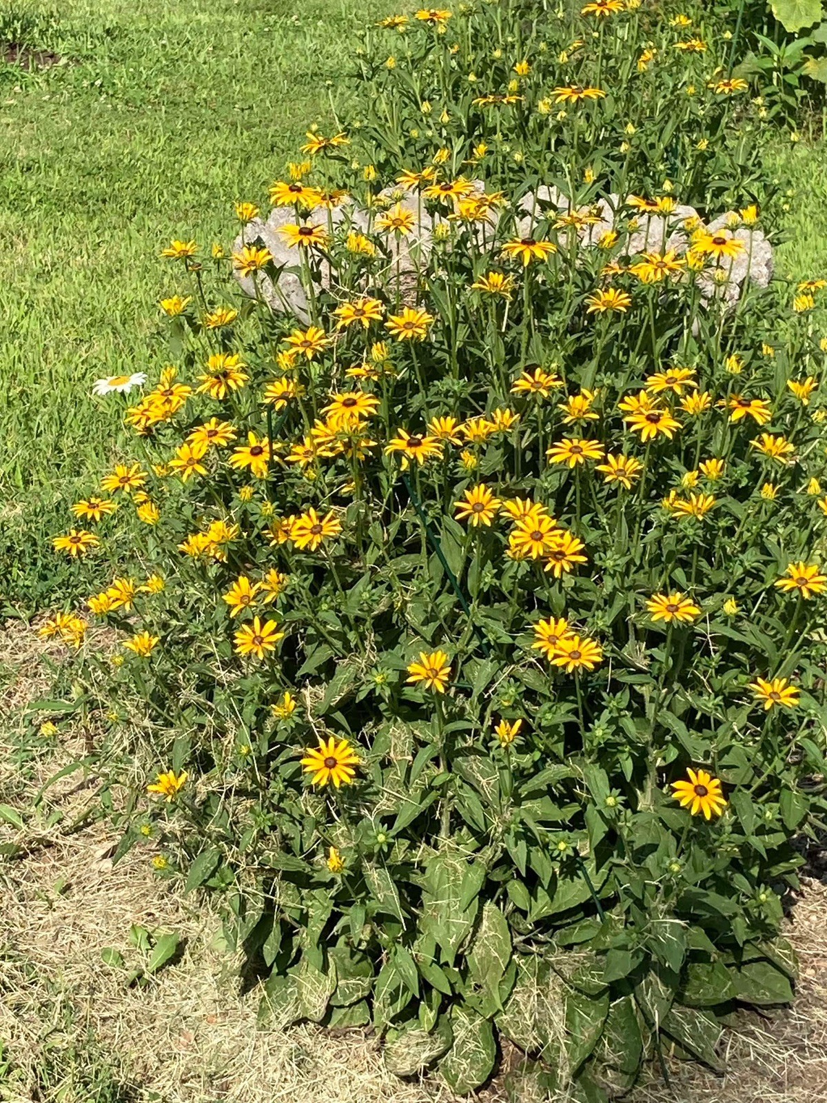 Black Eyed Susan Seeds-Native Long Blooming Perennial-Rudbekia Goldstrum