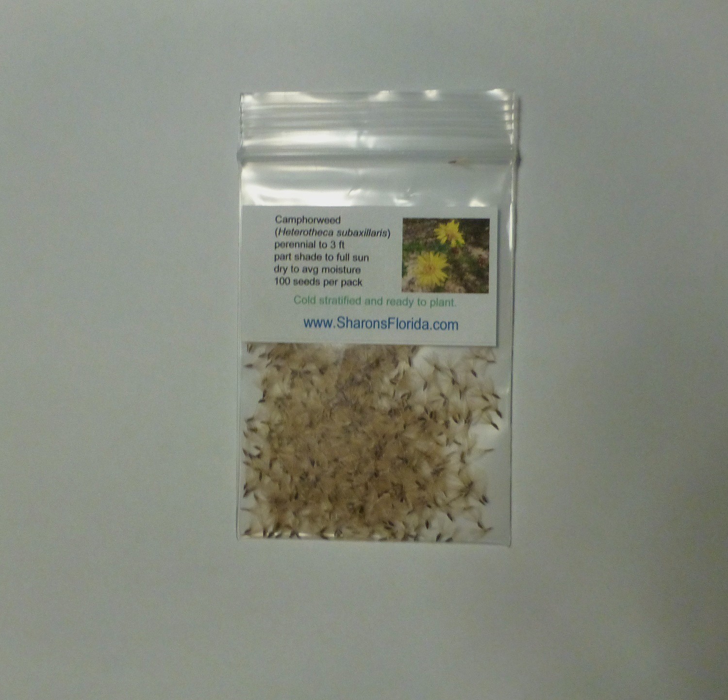 Camphorweed Seeds ✤ 100 Pre-Cold Stratified Heterotheca subaxillaris Seeds