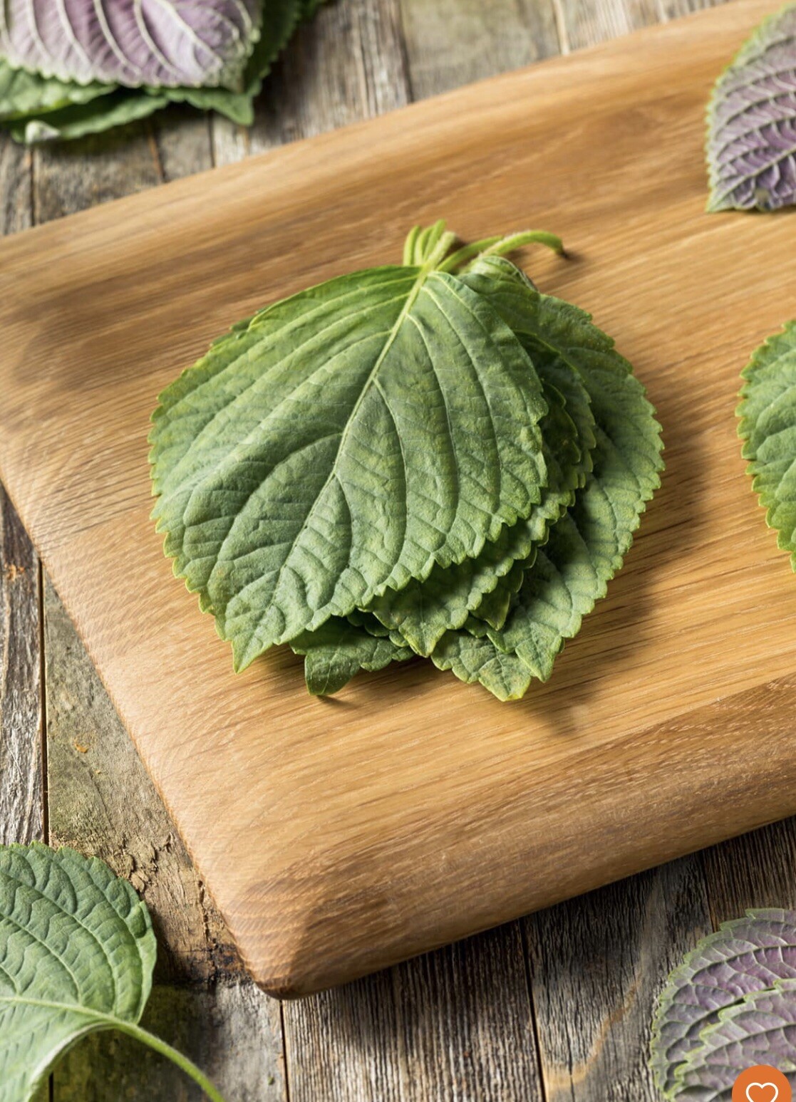 200+Green Shiso Seeds-Perilla/Beefsteak Plant-Korean Basil, NON-GMO-Open Pollina