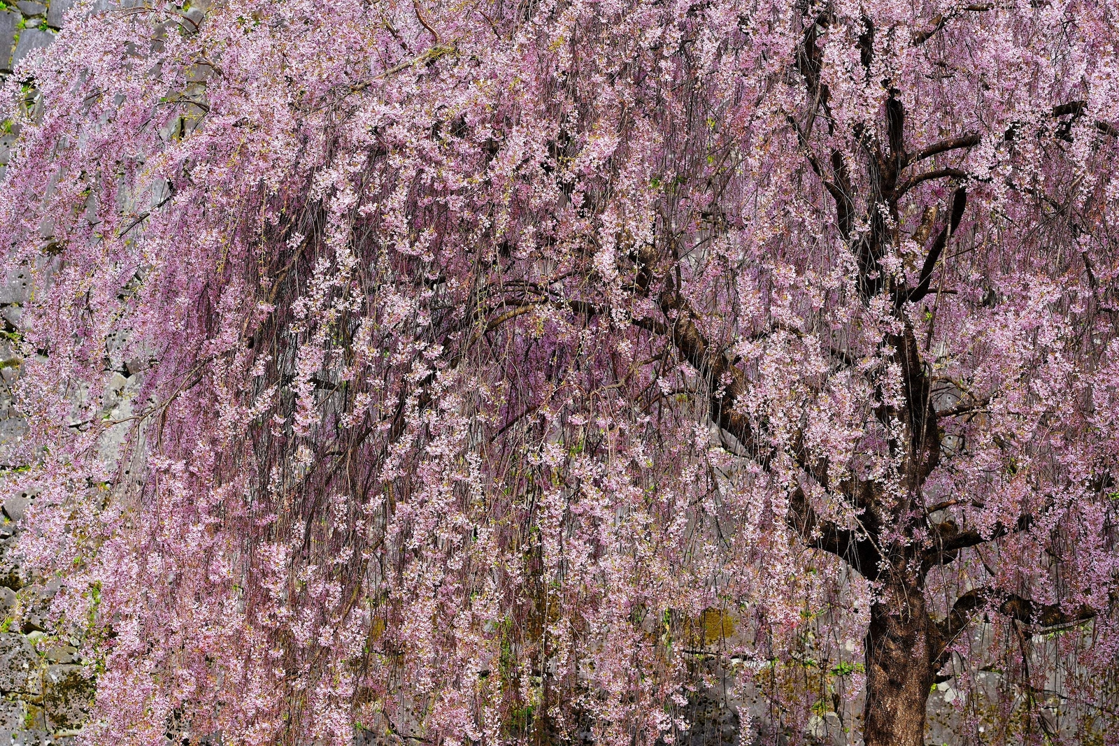 10 WEEPING HIGAN CHERRY Tree Japanese Prunus Subhirtella Pendula PinkFlower Seed