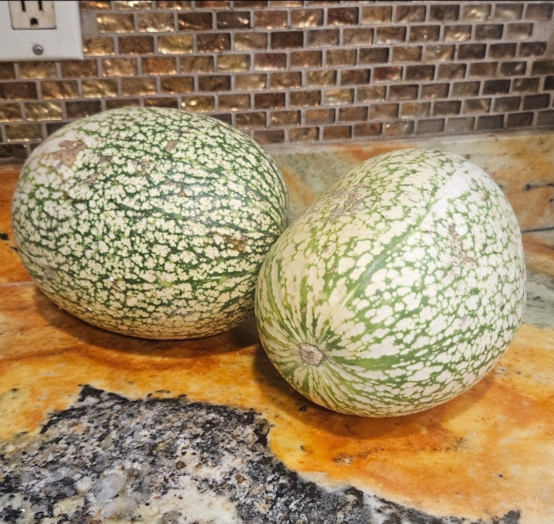 Chillacoyote Mexican Squash Seeds (15) / Super Rare / Mexican / Non-GMO