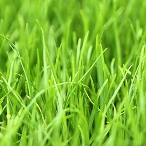 Annual Ryegrass Seeds for Planting – Premium Quality Rye Grass
