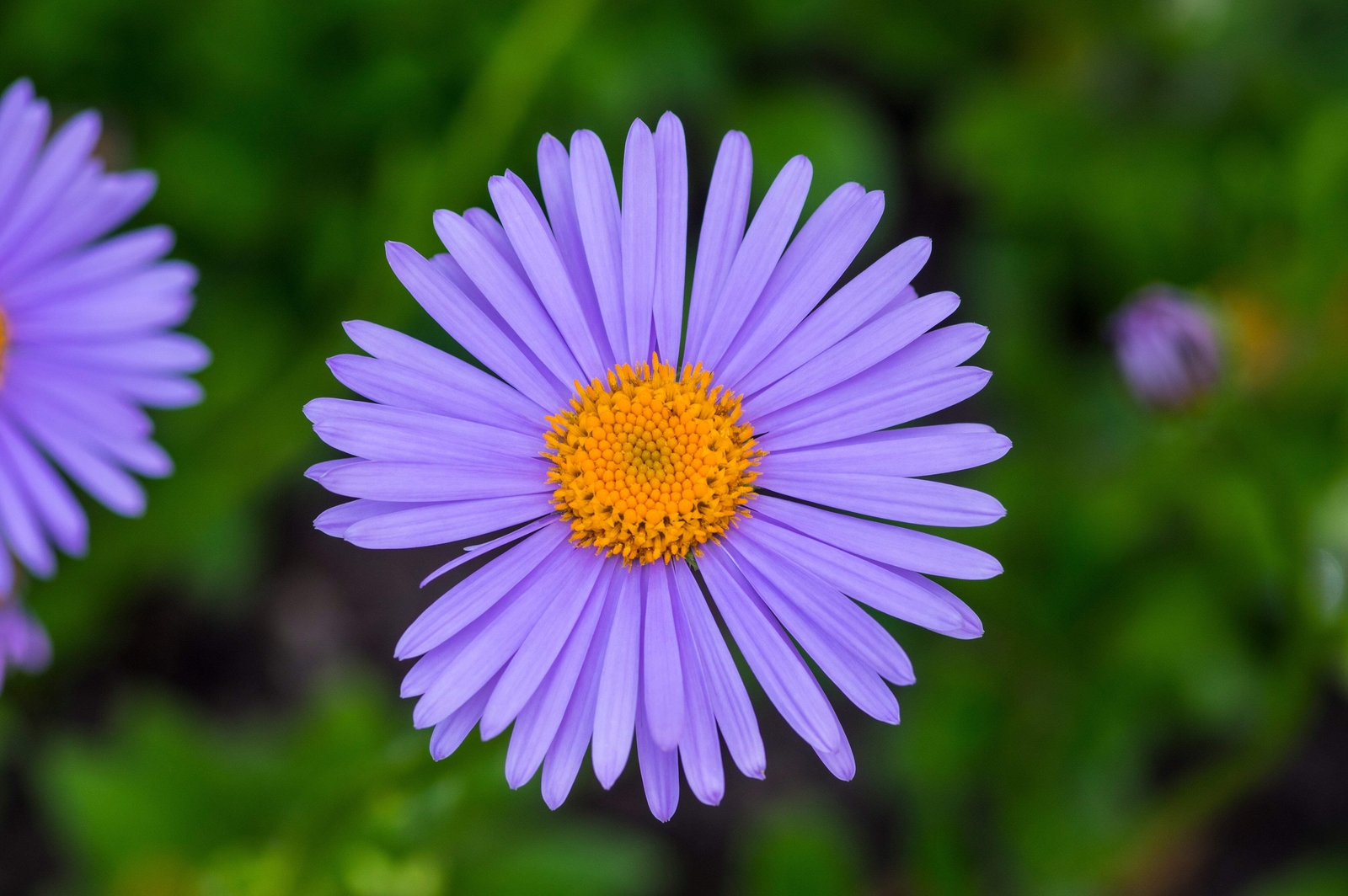 50 BLUE EAST INDIES ASTER Tongolensis Flower Seeds *Flat S/H