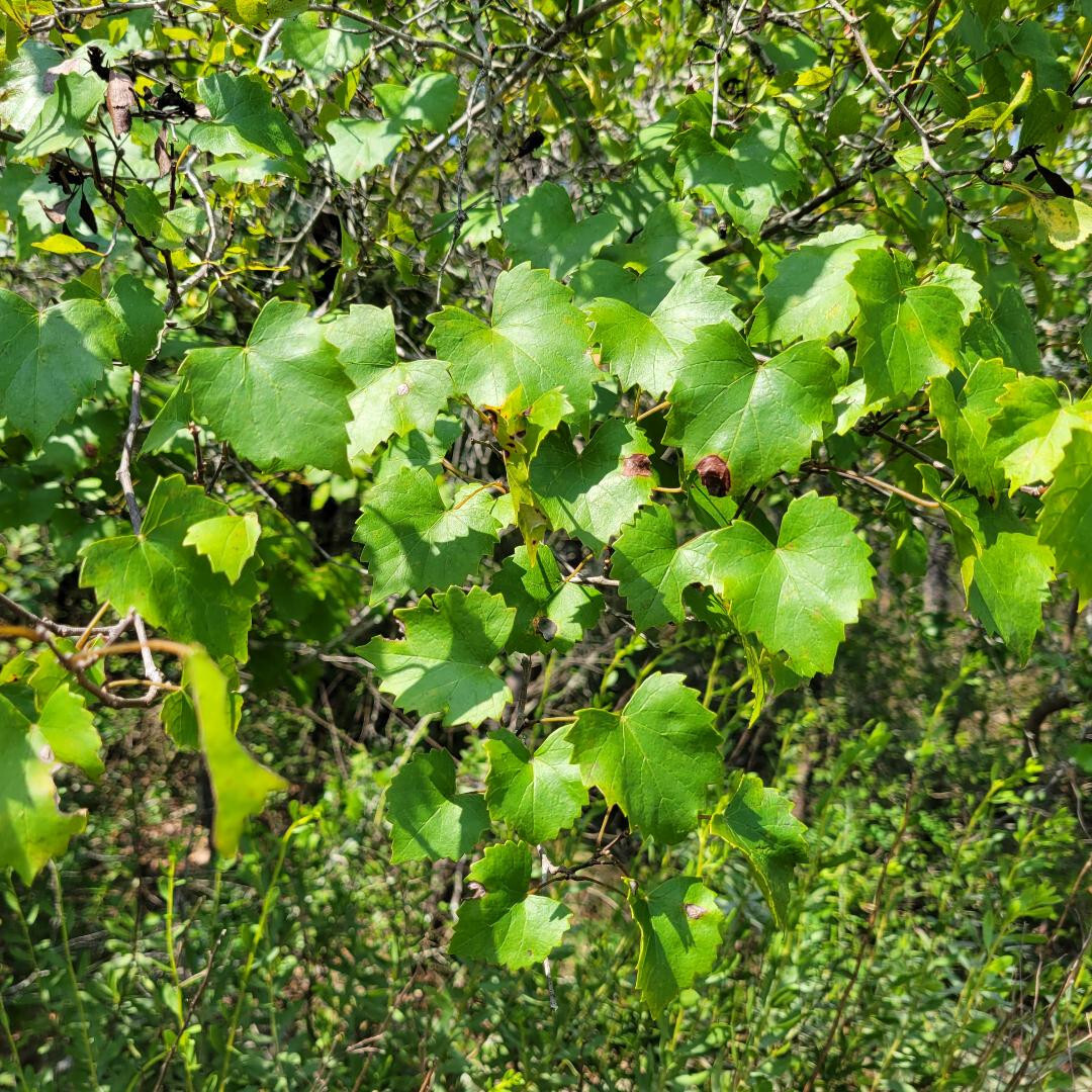 Southern Fox Grape | 25 Seeds | Vitis Rotundifolia | Florida Native | Ecotype