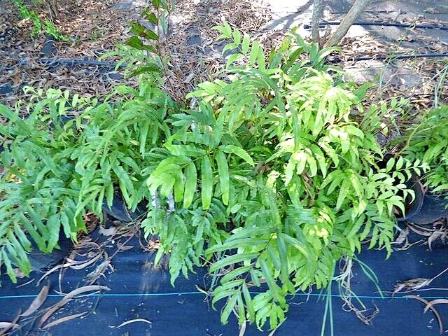 Ribbon fern 1002 (SEEDS) spores, hardy to 10 degrees, beake fern, Pteris cretica