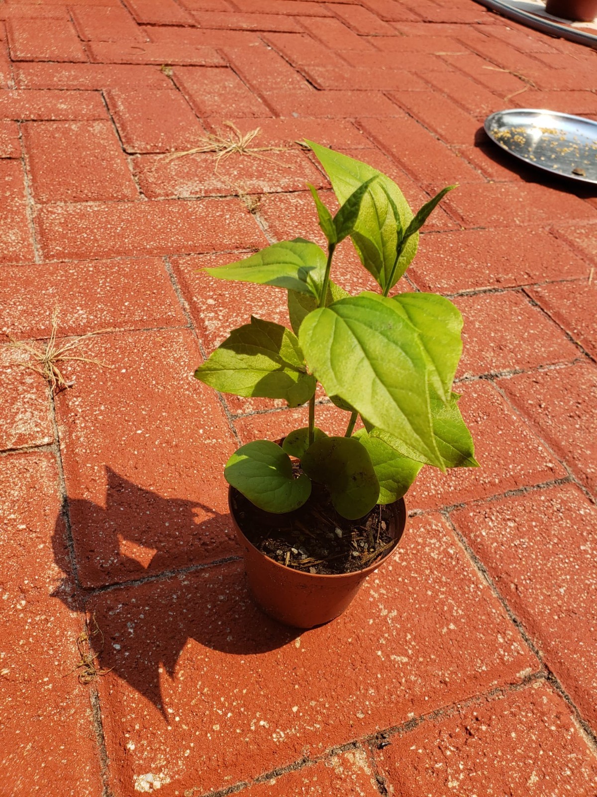 Parijat Harshinger Night Jasmine Live plant Healthy Roots-US seller-Free Shippin