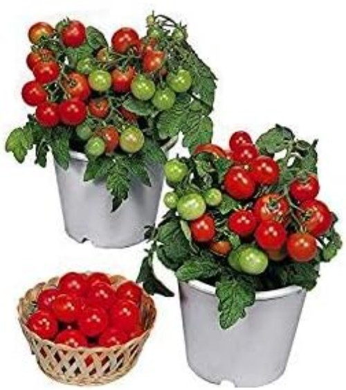 Heirloom Dwarf Red Robin Tomato Seeds – 30 Count, Easy to Grow in Containers
