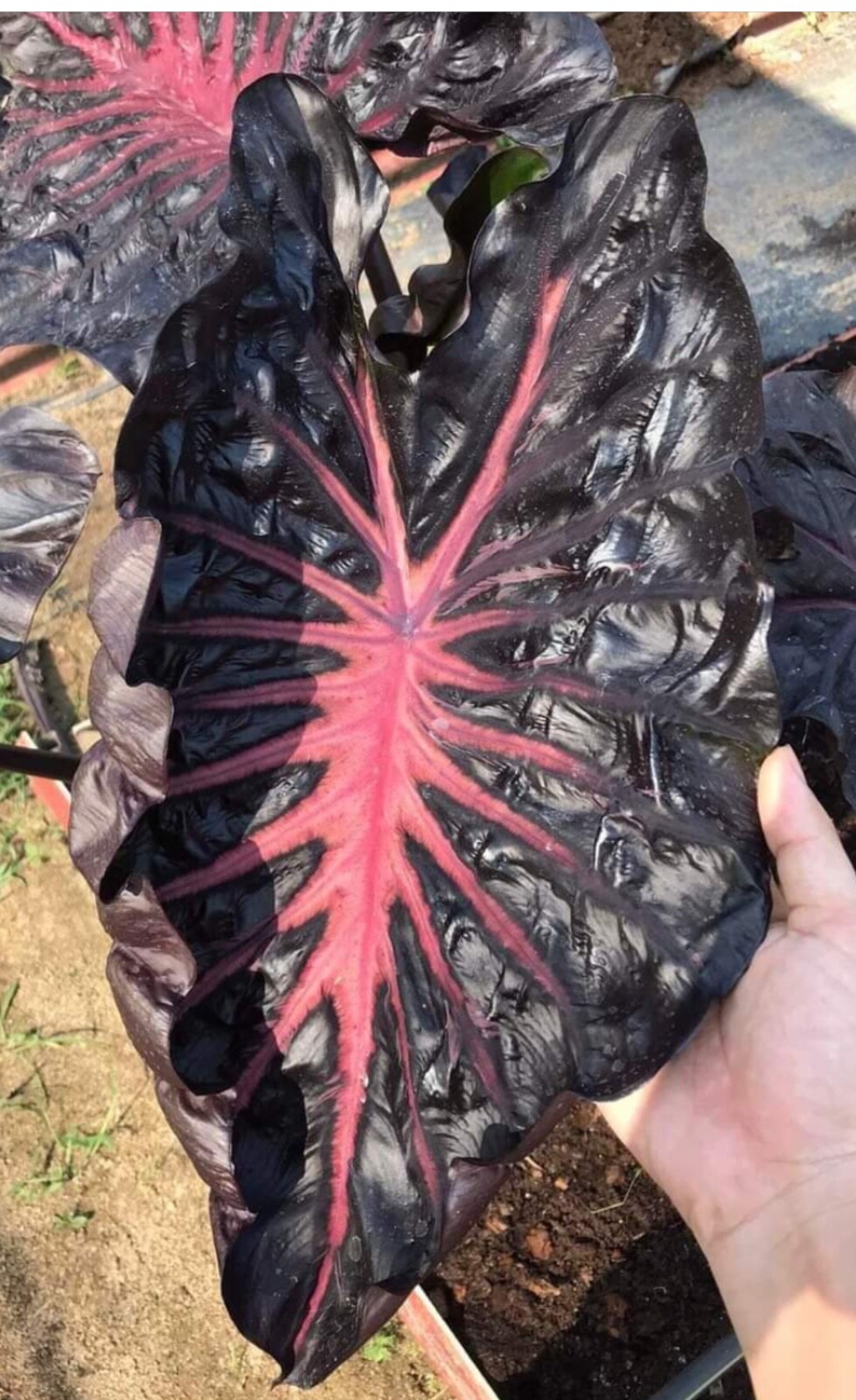 AUTHENTIC Colocasia Black Lava 1 bulbs