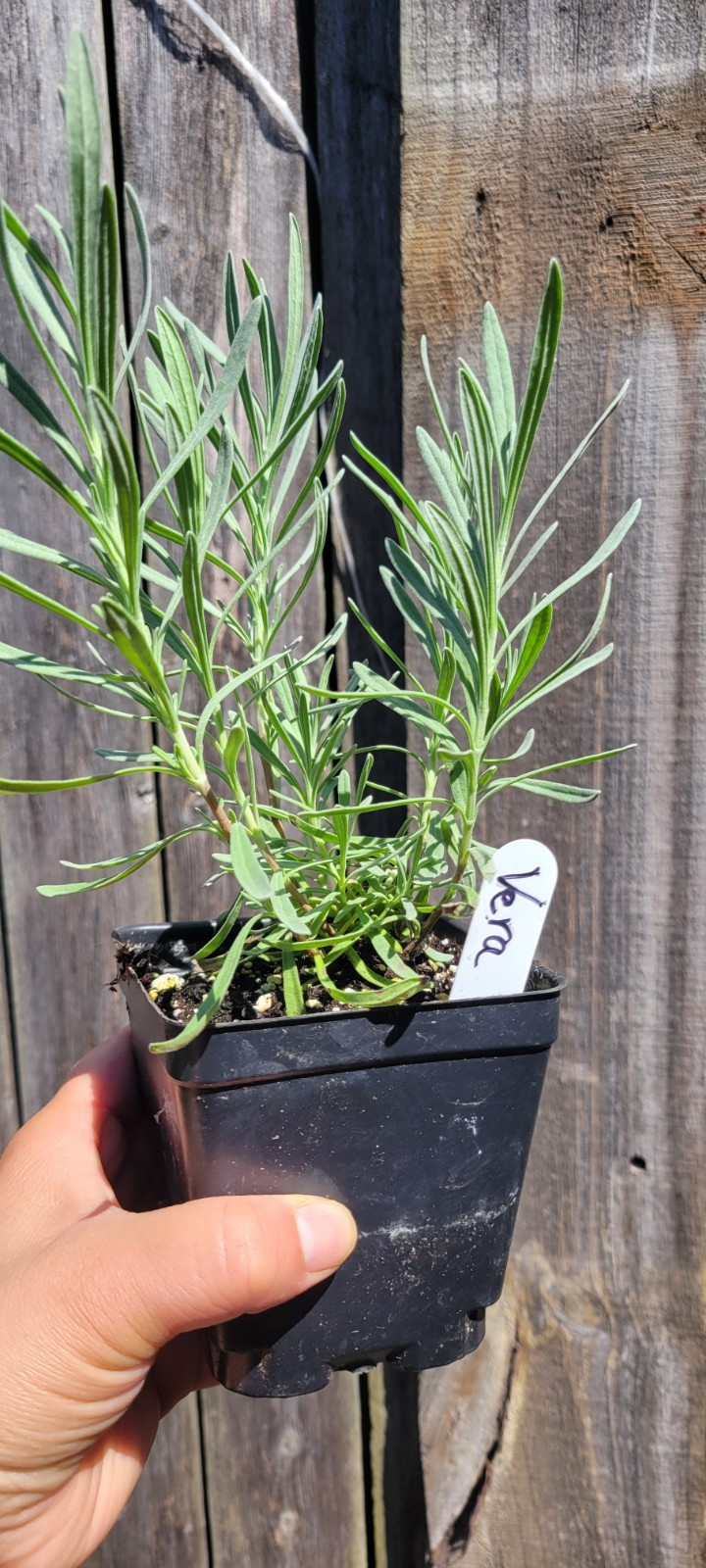 Vera English Lavender Lavandula Angustifolia 4″ Pot Healthy Aromatic Live Plants